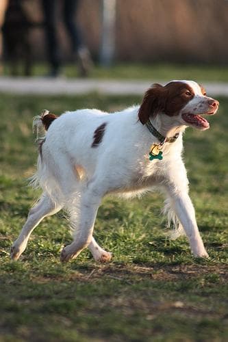 Spaniel Brittany dog