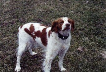 Spaniel Brittany dog