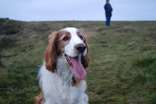 Spaniel Welsh dog