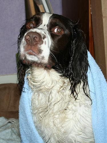Springer dog