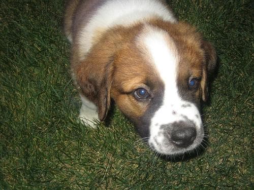 Stbernard dog