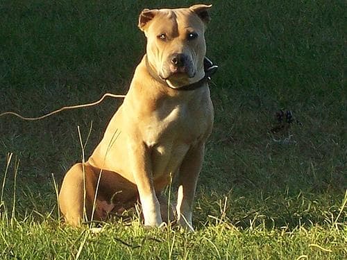 Terrier dog