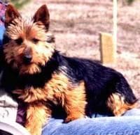 Terrier Australian dog