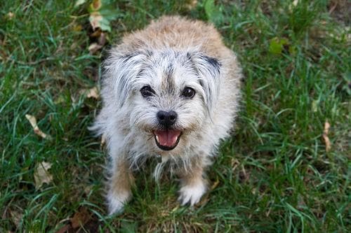 Terrier Border dog