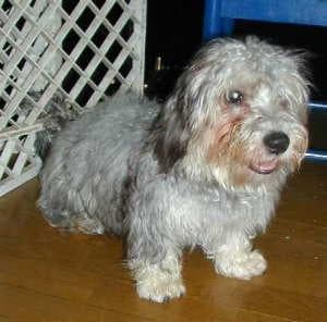 Terrier Dandie dog