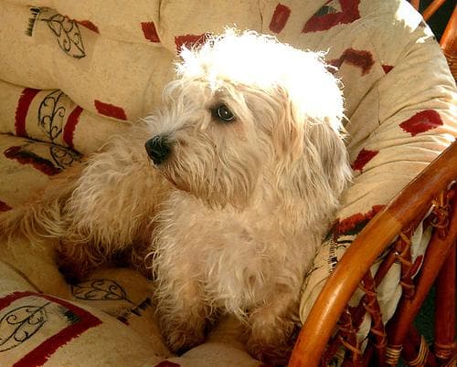 Terrier Dandie dog