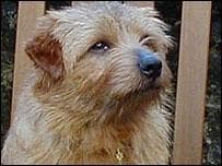 Terrier Norfolk dog