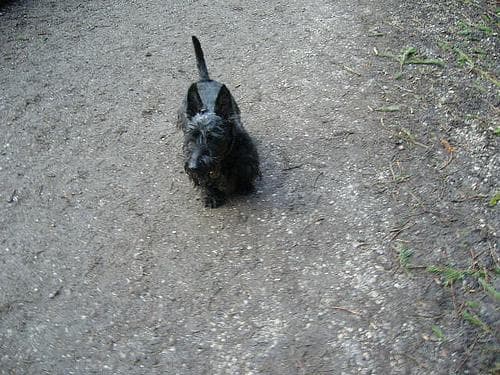 Terrier Scottish dog