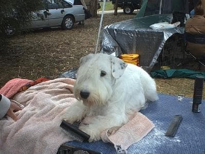 Terrier Sealyham dog