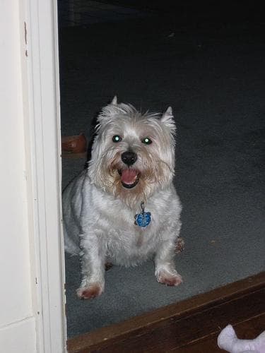 Terrier Westhighland dog