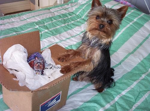 Terrier Yorkshire dog