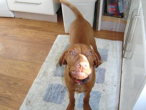 Vizsla dog