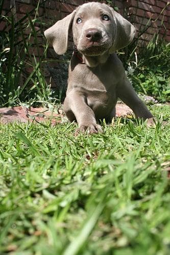 Weimaraner dog