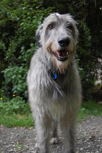 Wolfhound dog